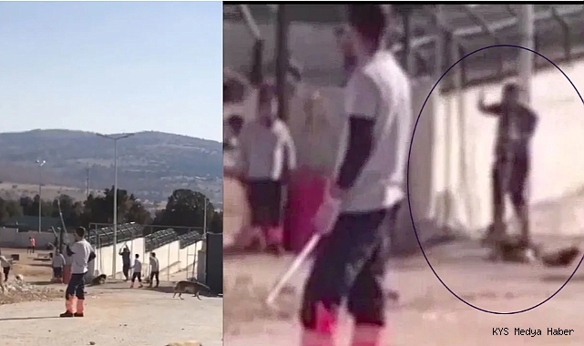 Konya'daki hayvan katliamı izlenecek gibi değil!