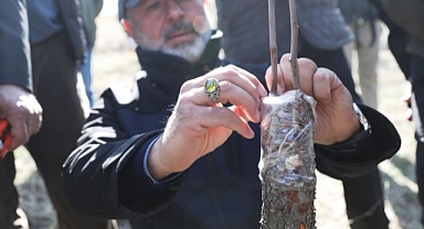 Kocasinan’da yabani alıç ağaçları, ekonomik değere dönüşüyor