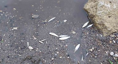 Zamantı Irmağı'nda ölen balıklar kıyıya vurdu