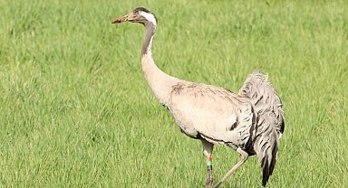 6 yıl önce Zara'da görülmüştü, bu kez farklı bir noktada görüntülenip sesi kaydedildi