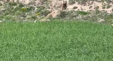 Acıkan ayı yaylaya indi