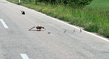 Avlanması yasak angut ördeği yavrularını korumak için sakat taklidi yaptı