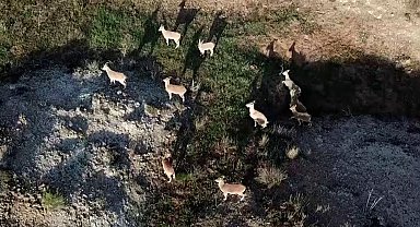 Dağda gezerken sürü halinde karşısına çıktılar, aklına ilk dron geldi