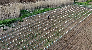 Domates fidelerini doludan korumak için bulduğu çözüm akıllara durgunluk verdi