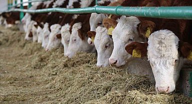 Sivas'ta büyükbaş hayvan sayısı düştü