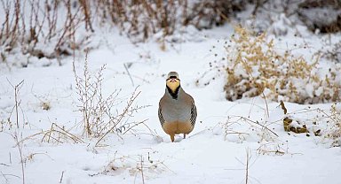 Türkiye'de yaşayan 500 türden 350'sini görüntülemeyi başardı
