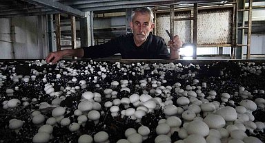 Yozgat'ta üretilen mantar, Karadeniz ve Doğu Anadolu Bölgesi'nin ihtiyacını karşılıyor