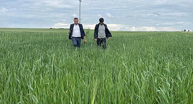 Yozgat'ta yağışlar nedeniyle ekili alanlarda pas hastalığı riski oluştu