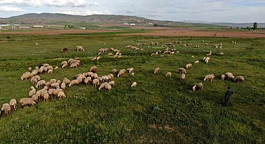 Ziraat Odası Başkanı Çetindağ: "Kurban için yeteri kadar hayvanımız var"