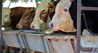Aliağa'da kurbanlık kesim fiyatları açıklandı