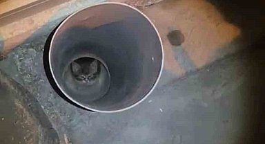 Anne kedi yardım istedi, itfaiye ekipleri kurtardı