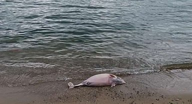Beykoz'da ölü yunus kıyıya vurdu