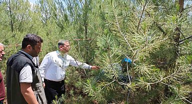 Elazığ'da kızılçam ormanlarında sıklık bakım çalışması yapıldı