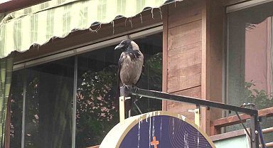 Kadıköy'de yavrusunu korumak isteyen anne karga esnafın başının belası oldu