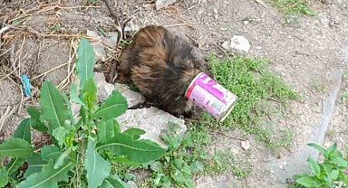 Kafası konserve kutusuna sıkışan kedi kurtarıldı