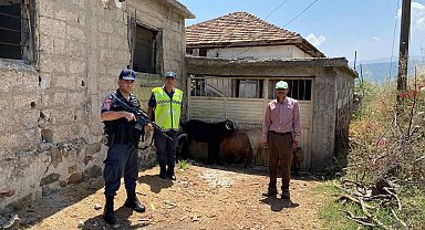 Kaybolan keçileri jandarma buldu