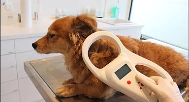 Kaybolan köpek çipi sayesinde sahibine kavuştu