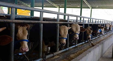 Körfez'de küpesiz hayvan kurban satış alanına alınmayacak