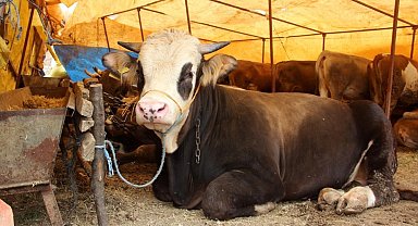 Kurban Bayramı öncesi Sivas'ta Kurban pazarı açılmayacak