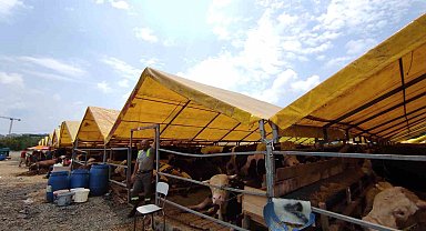Kurban pazarlarındaki büyükbaşların yüzde 80'i satıldı