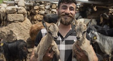 Öksüz kalan yaban keçileri "Munzur" ve "Dersim"den güzel haber