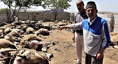 Sabah uyanan besici hayatının şokunu yaşadı: Kurtlar 170 küçükbaş hayvanı telef etti