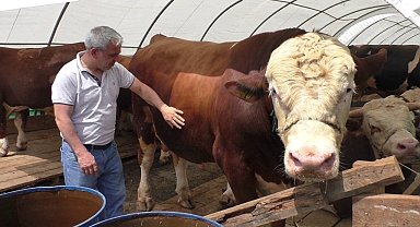 Sultangazi'de bin 540 kilo ağırlığındaki TOGG isimli dana alıcısını bekliyor