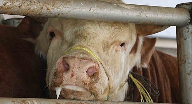 Uzmanından uyarı! Şap ve Tüberküloz'a dikkat