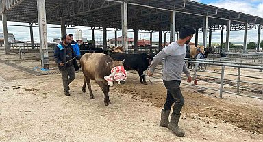 Yozgat'ta hayvan pazarları kurulmaya başladı