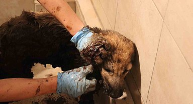 Zifte yapışan yavru köpekler hayata dönüyor