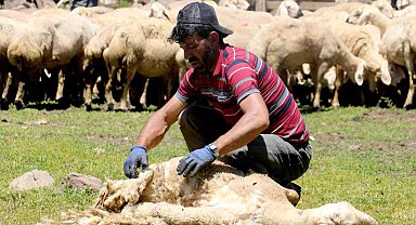 2 bin 220 rakımlı yaylada koyun kırkma mesaisi başladı