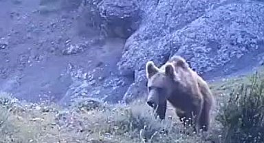 'Serengeti değil Sivas'