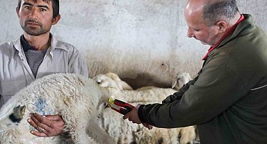 8 bin 885 hayvanın aşı ve küpeleme ücreti Talas Belediyesi'nden