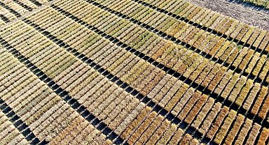 Baklava dilimi değil, dünyayı bekleyen açlık tehdidine çare