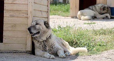 Havalar ısında kangallar bunalıma girmeye başladı