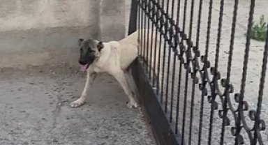 Sivas'ta demir kapının parmaklıklarına sıkışan köpek böyle kurtarıldı