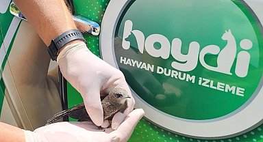 Sivas'ta yavru ve yaralı halde Kerkenez ve Ebabil kuşları bulundu