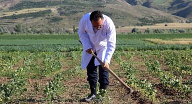 Traktör koltuğuna geçen dekan, bilim için tarla sürüp çapa yapıyor