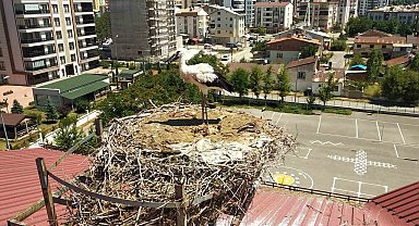 Yavru leylek için kendisini tehlikeye attı