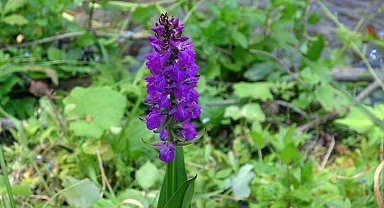 Yozgat'ta salep orkidelerine yönelik bilimsel çalışma yapıldı