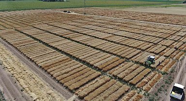 Dünya'nın gözü bu tarlada, süper buğdayın hasadı başladı