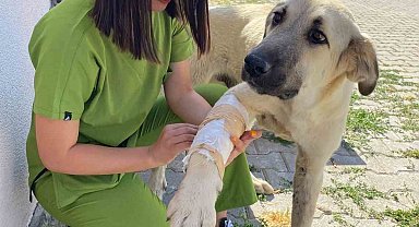 Sorgun'da sokak hayvanları emin ellerde