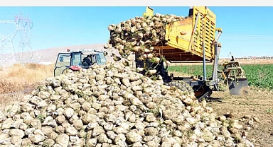 Çiftçi sulama yöntemini değiştirdi, şeker pancarında rekolte arttı