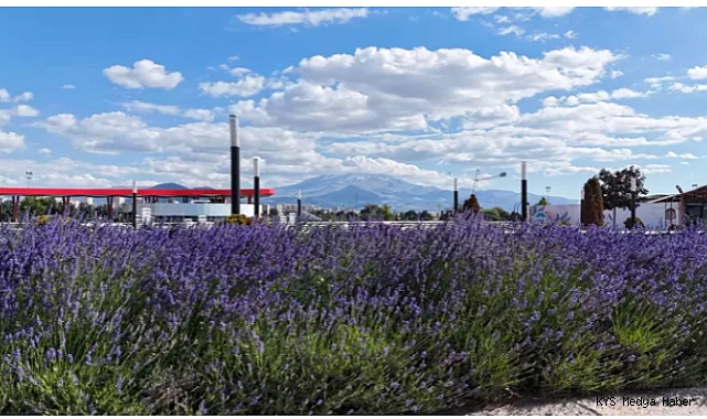 200 bin lavanta bitkisinden 32 litre lavanta yağı elde edildi