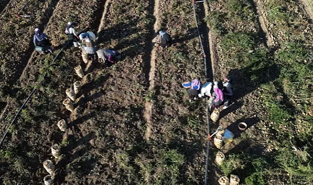 Kayseri'de hasat edilen patatesler yurt dışına ihraç ediliyor