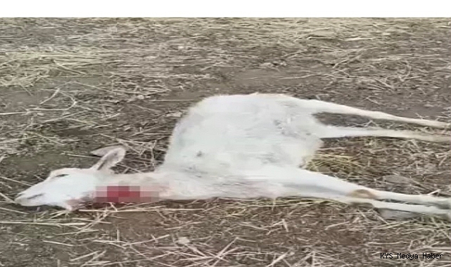 Kayseri’de yabani hayvanların saldırısına uğrayan 11 keçi öldü