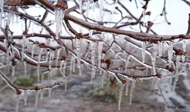 Elma üreticisi, zirai dona karşı 'Spring' yöntemini uyguladı